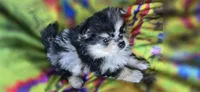 Malikai, a male Pomeranian for sale in Blanca, CO – 9 of 9