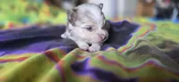 Gwendolyn, a female Pomeranian for sale in Blanca, CO – 4 of 9