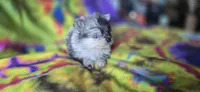 Xavier Teacup, a male Pomeranian for sale in Blanca, CO – 4 of 7