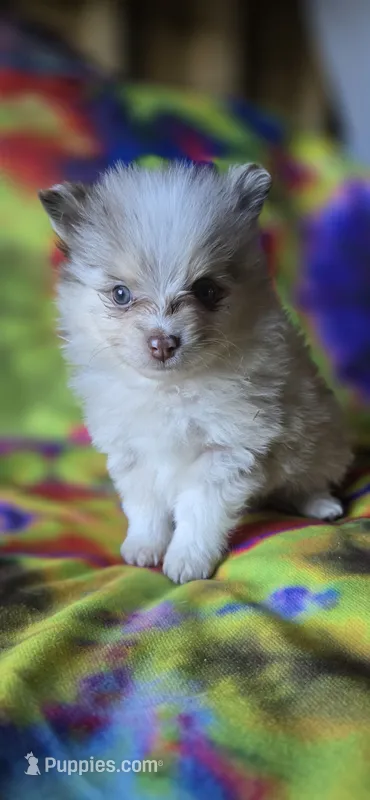 Charles – Pomeranian puppy for sale in Blanca, CO