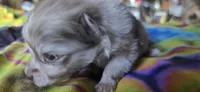 Charles, a male Pomeranian for sale in Blanca, CO – 6 of 7