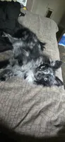 GIR, a female Pomeranian for sale in Pueblo, CO – 6 of 8