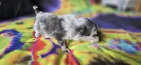Xavier, a male Pomeranian for sale in Blanca, CO – 6 of 9