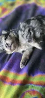 Malikai, a male Pomeranian for sale in Blanca, CO – 2 of 9