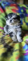 Malikai, a male Pomeranian for sale in Blanca, CO – 3 of 9