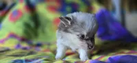 Charles, a male Pomeranian for sale in Blanca, CO – 6 of 8