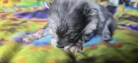 Xavier, a male Pomeranian for sale in Blanca, CO – 3 of 9