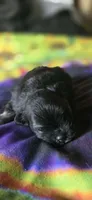 Marilyn, a female Pomeranian for sale in Blanca, CO – 8 of 8