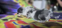 Xavier, a male Pomeranian for sale in Blanca, CO – 9 of 9
