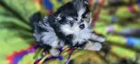 Malikai, a male Pomeranian for sale in Blanca, CO – 2 of 9