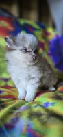 Charles, a male Pomeranian for sale in Blanca, CO – 5 of 8