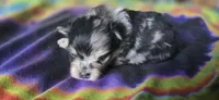 Malikai, a male Pomeranian for sale in Blanca, CO – 3 of 9