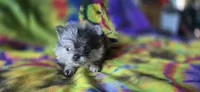 Xavier Teacup, a male Pomeranian for sale in Blanca, CO – 2 of 7