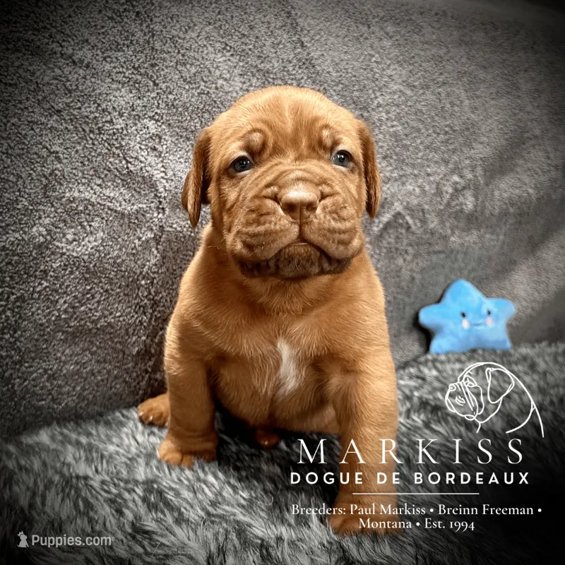Spanky | Blue Collar Male | Firstborn & Biggest Boy – Dogue de Bordeaux puppy for sale in Colstrip, MT