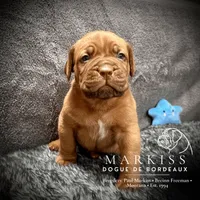 Spanky | Blue Collar Male | Firstborn & Biggest Boy, a male Dogue de Bordeaux for sale in Colstrip, MT – 1 of 3