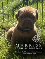 Darla | Purple Collar Female, a female Dogue de Bordeaux for sale in Colstrip, MT – 6 of 6