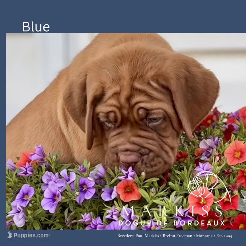 Spanky | Blue Collar Male | Firstborn & Biggest Boy – Dogue de Bordeaux puppy for sale in Colstrip, MT