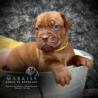 Waldo | Yellow Collar Male, a male Dogue de Bordeaux for sale in Colstrip, MT – 2 of 3