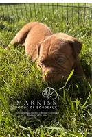 Echo | Pink Collar Female, a female Dogue de Bordeaux for sale in Colstrip, MT – 3 of 4