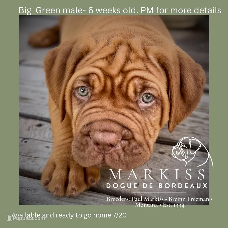 Butch | Green Collar Male – Dogue de Bordeaux puppy for sale in Colstrip, MT