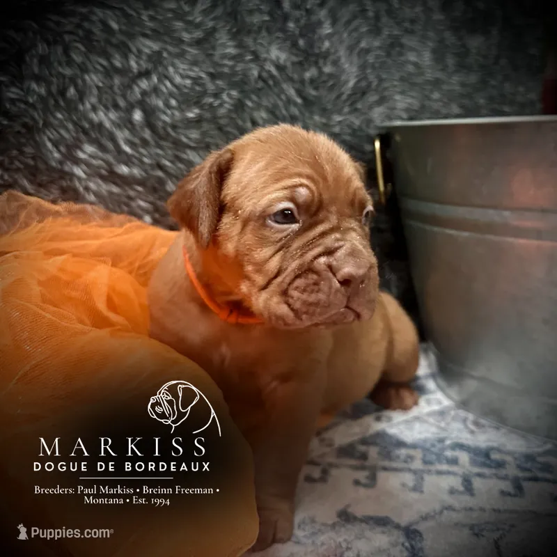 Bear | Orange Collar Male | Currently On Hold – Dogue de Bordeaux puppy for sale in Colstrip, MT