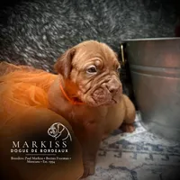 Bear | Orange Collar Male | Currently On Hold, a male Dogue de Bordeaux for sale in Colstrip, MT – 1 of 3