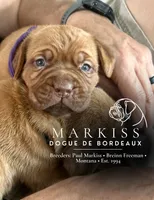 Darla | Purple Collar Female, a female Dogue de Bordeaux for sale in Colstrip, MT – 3 of 6
