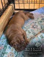 Bear | Orange Collar Male | Currently On Hold, a male Dogue de Bordeaux for sale in Colstrip, MT – 2 of 3