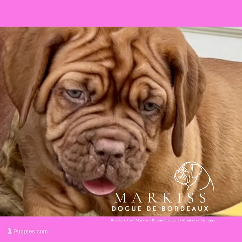 Echo | Pink Collar Female – Dogue de Bordeaux puppy for sale in Colstrip, MT