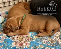 Butch | Green Collar Male, a male Dogue de Bordeaux for sale in Colstrip, MT – 2 of 2