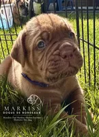 Darla | Purple Collar Female, a female Dogue de Bordeaux for sale in Colstrip, MT – 5 of 6