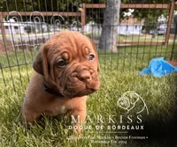Spanky | Blue Collar Male | Firstborn & Biggest Boy, a male Dogue de Bordeaux for sale in Colstrip, MT – 2 of 3