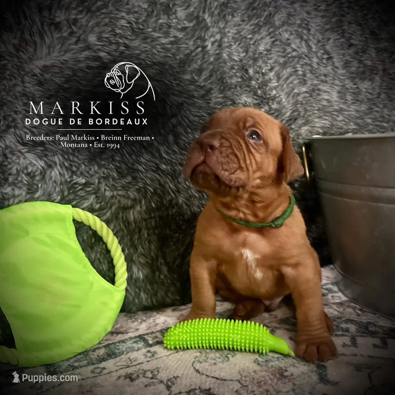 Butch | Green Collar Male – Dogue de Bordeaux puppy for sale in Colstrip, MT