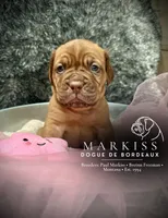 Echo | Pink Collar Female, a female Dogue de Bordeaux for sale in Colstrip, MT – 1 of 4