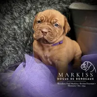 Darla | Purple Collar Female, a female Dogue de Bordeaux for sale in Colstrip, MT – 1 of 6