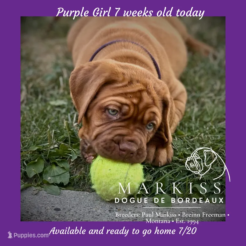 Darla | Purple Collar Female – Dogue de Bordeaux puppy for sale in Colstrip, MT