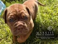 Bear | Orange Collar Male | Currently On Hold, a male Dogue de Bordeaux for sale in Colstrip, MT – 3 of 3
