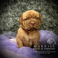 Darla | Purple Collar Female, a female Dogue de Bordeaux for sale in Colstrip, MT – 4 of 6