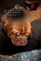 Echo | Pink Collar Female, a female Dogue de Bordeaux for sale in Colstrip, MT – 4 of 4