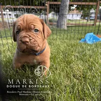 Spanky | Blue Collar Male | Firstborn & Biggest Boy, a male Dogue de Bordeaux for sale in Colstrip, MT – 3 of 3