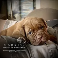 Darla | Purple Collar Female, a female Dogue de Bordeaux for sale in Colstrip, MT – 2 of 6