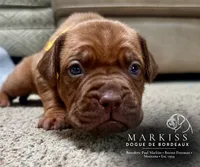 Waldo | Yellow Collar Male, a male Dogue de Bordeaux for sale in Colstrip, MT – 3 of 3