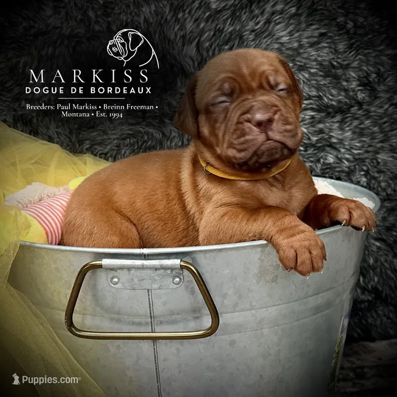 Waldo | Yellow Collar Male – Dogue de Bordeaux puppy for sale in Colstrip, MT