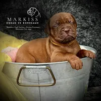 Waldo | Yellow Collar Male, a male Dogue de Bordeaux for sale in Colstrip, MT – 1 of 3