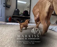Echo | Pink Collar Female, a female Dogue de Bordeaux for sale in Colstrip, MT – 2 of 4