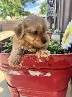 Benny, a male Yorkshire Terrier for sale in Minonk, IL – 4 of 5