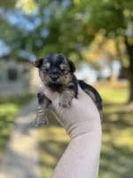 Toby, a male Yorkshire Terrier for sale in Minonk, IL – 3 of 8