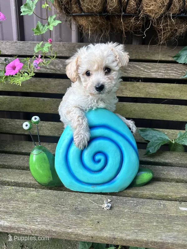 Pete – Poochon puppy for sale in Minonk, IL