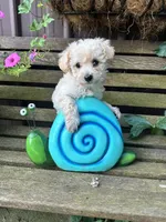 Pete, a male Poochon for sale in Minonk, IL – 1 of 5