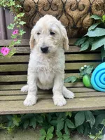 Violet, a female Goldendoodle for sale in Minonk, IL – 3 of 5